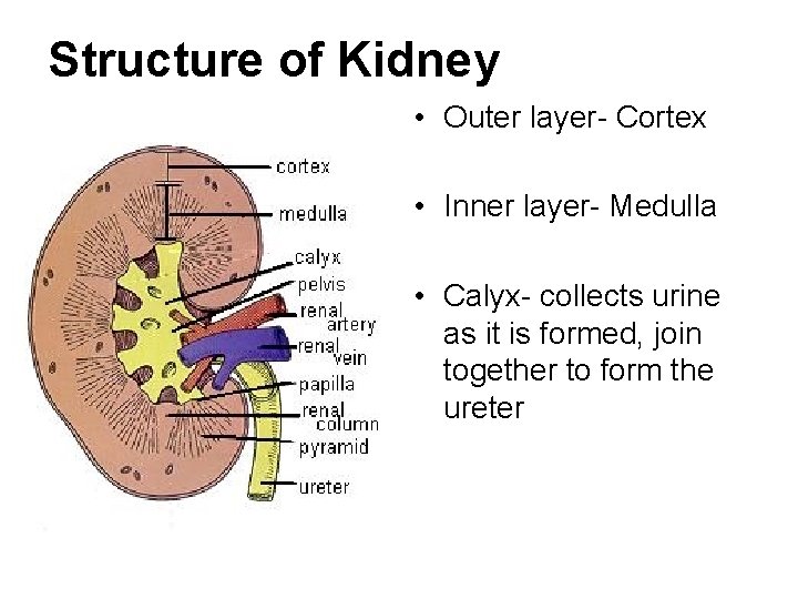 Structure of Kidney • Outer layer- Cortex • Inner layer- Medulla • Calyx- collects