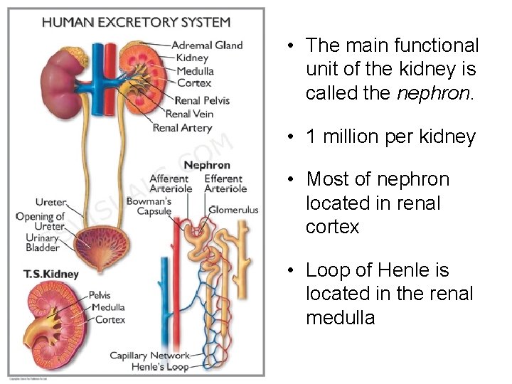  • The main functional unit of the kidney is called the nephron. •