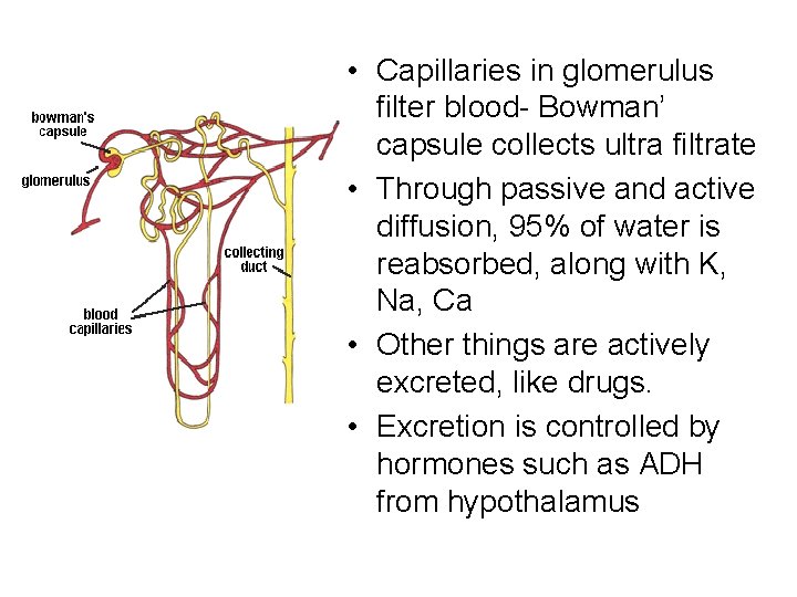  • Capillaries in glomerulus filter blood- Bowman’ capsule collects ultra filtrate • Through