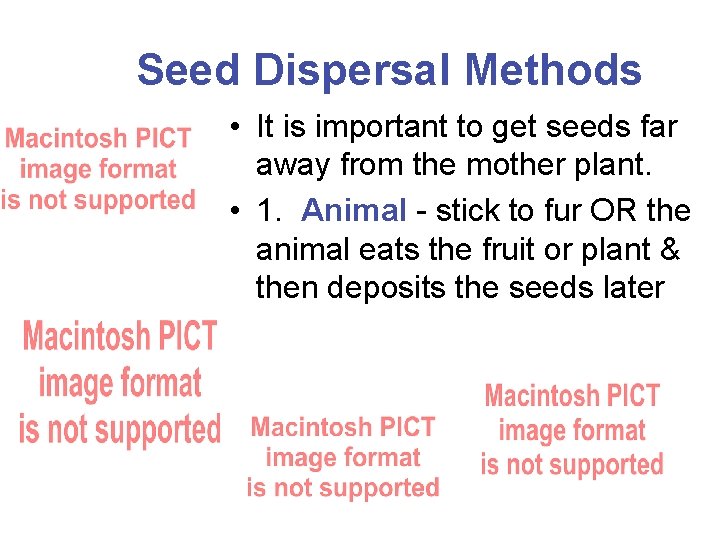 Seed Dispersal Methods • It is important to get seeds far away from the