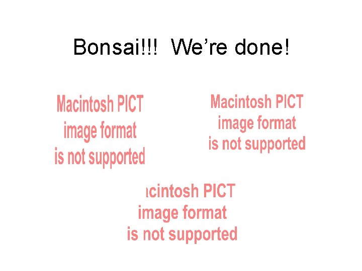 Bonsai!!! We’re done! 