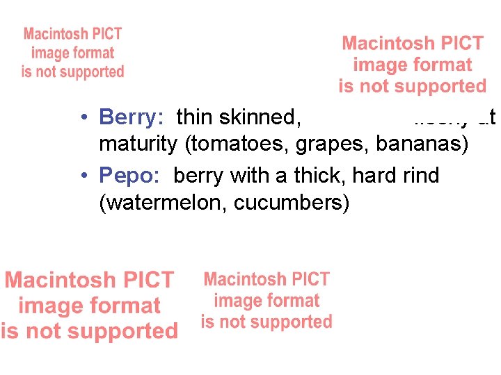  • Berry: thin skinned, fleshy at maturity (tomatoes, grapes, bananas) • Pepo: berry