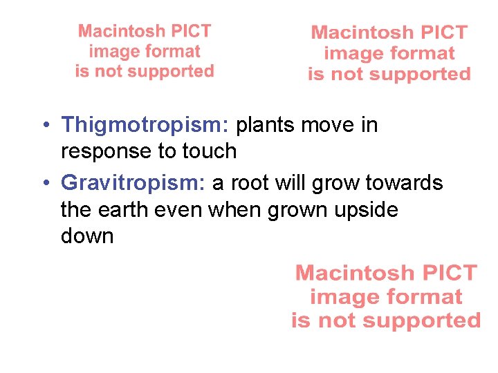  • Thigmotropism: plants move in response to touch • Gravitropism: a root will