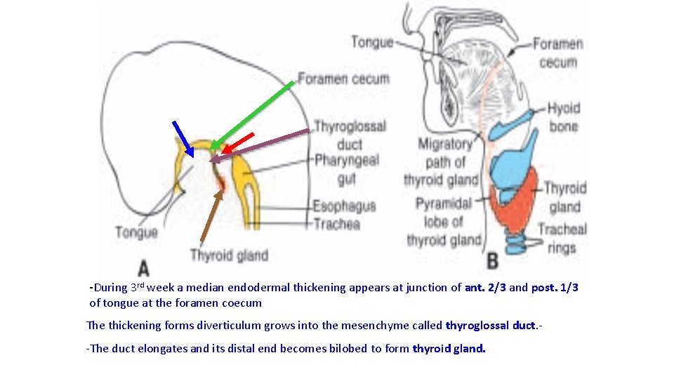 -During 3 rd week a median endodermal thickening appears at junction of ant. 2/3