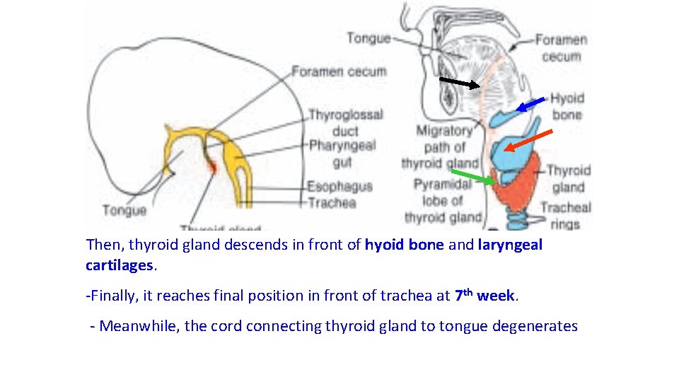 Then, thyroid gland descends in front of hyoid bone and laryngeal cartilages. -Finally, it