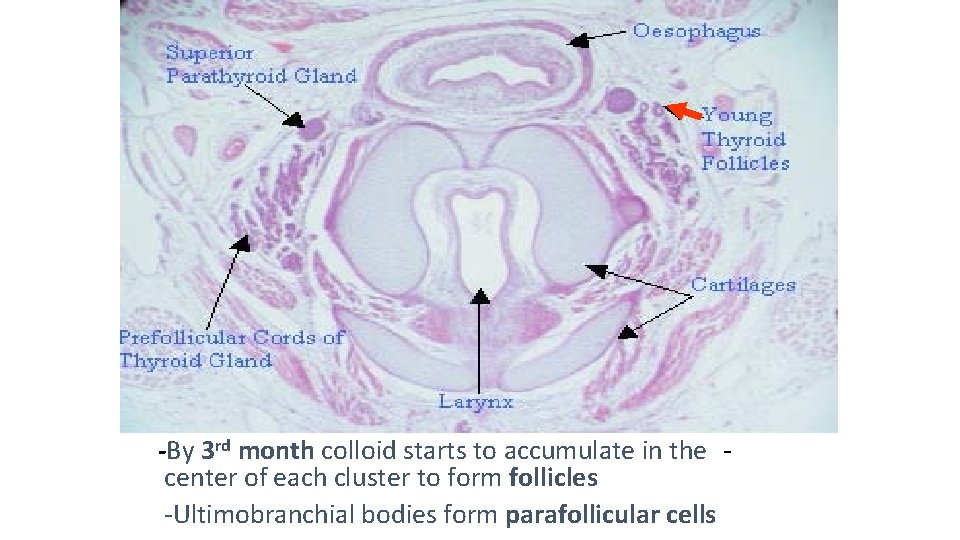 -By 3 rd month colloid starts to accumulate in the center of each cluster