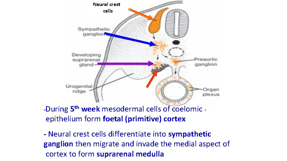 Neural crest cells -During 5 th week mesodermal cells of coelomic epithelium form foetal