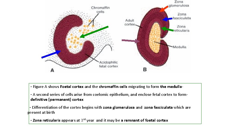 - Figure A shows Foetal cortex and the chromaffin cells migrating to form the