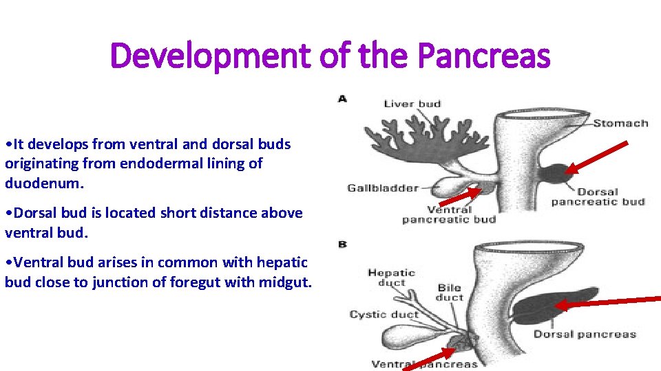 Development of the Pancreas • It develops from ventral and dorsal buds originating from