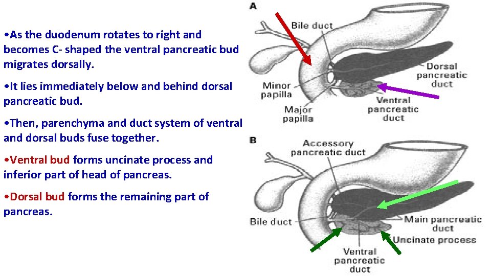  • As the duodenum rotates to right and becomes C- shaped the ventral