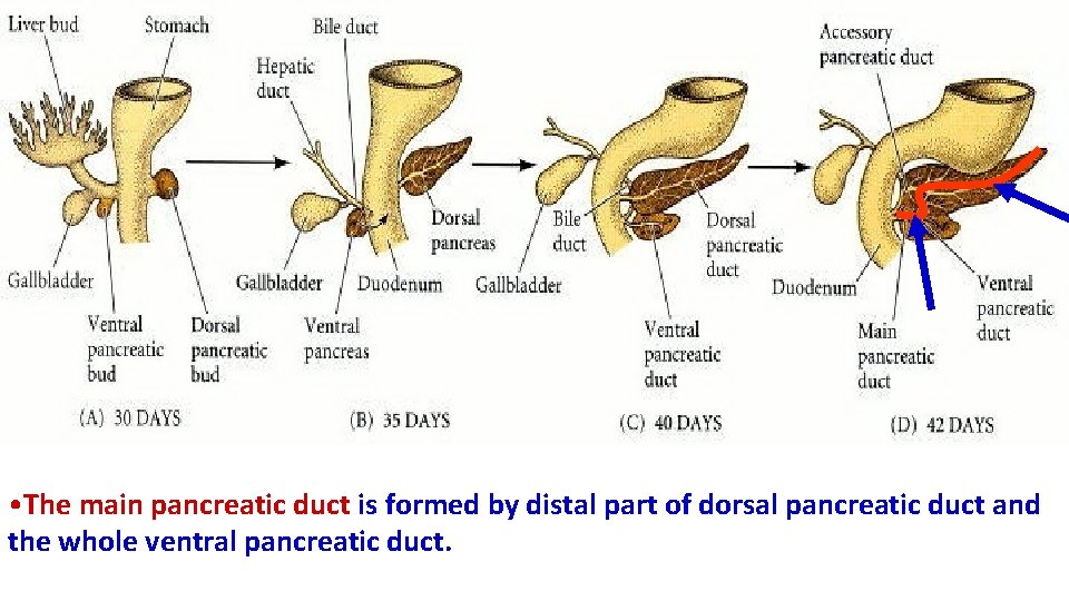  • The main pancreatic duct is formed by distal part of dorsal pancreatic