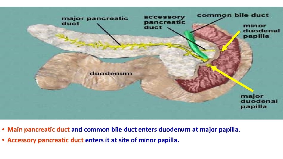  • Main pancreatic duct and common bile duct enters duodenum at major papilla.
