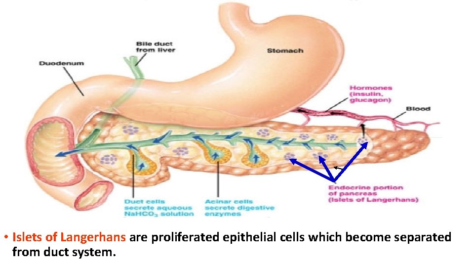  • Islets of Langerhans are proliferated epithelial cells which become separated from duct