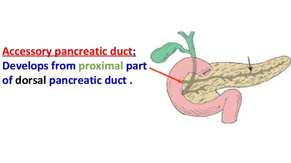 Accessory pancreatic duct: Develops from proximal part of dorsal pancreatic duct. 