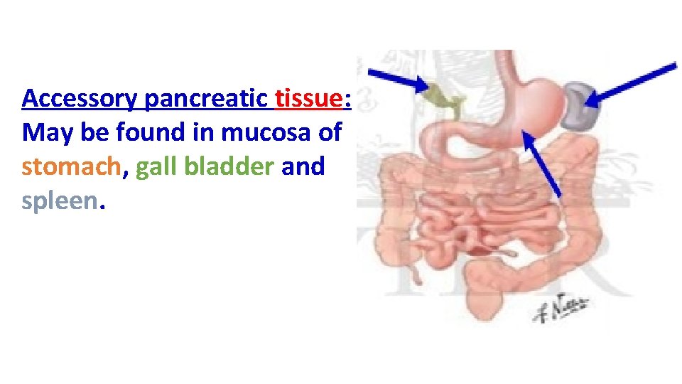 Accessory pancreatic tissue: May be found in mucosa of stomach, gall bladder and spleen.