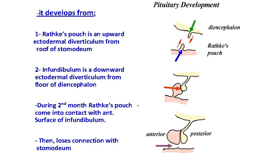 -it develops from: 1 - Rathke’s pouch is an upward ectodermal diverticulum from roof