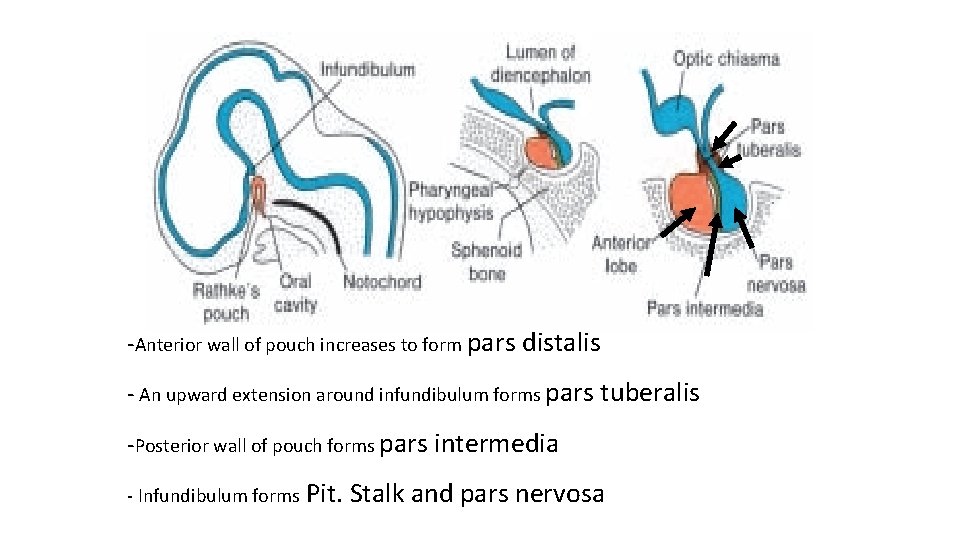 -Anterior wall of pouch increases to form pars distalis - An upward extension around