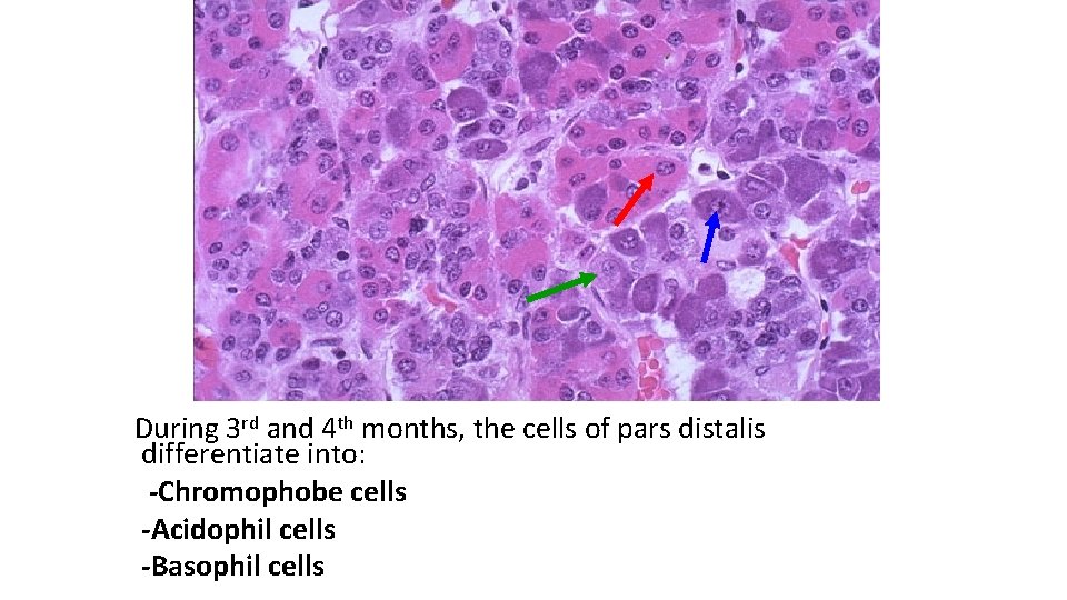 During 3 rd and 4 th months, the cells of pars distalis differentiate into:
