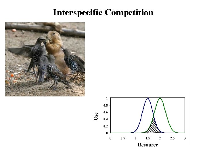 Interspecific Competition 