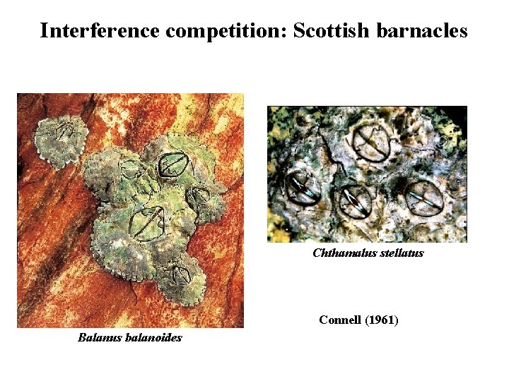 Interference competition: Scottish barnacles Chthamalus stellatus Connell (1961) Balanus balanoides 