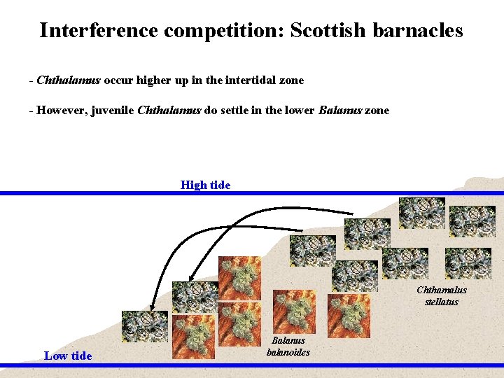 Interference competition: Scottish barnacles - Chthalamus occur higher up in the intertidal zone -