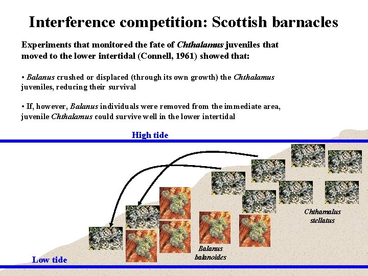 Interference competition: Scottish barnacles Experiments that monitored the fate of Chthalamus juveniles that moved