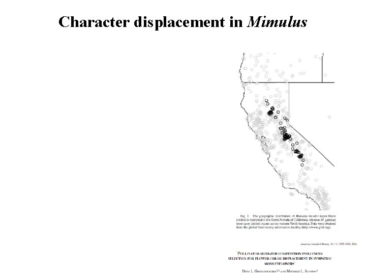 Character displacement in Mimulus 