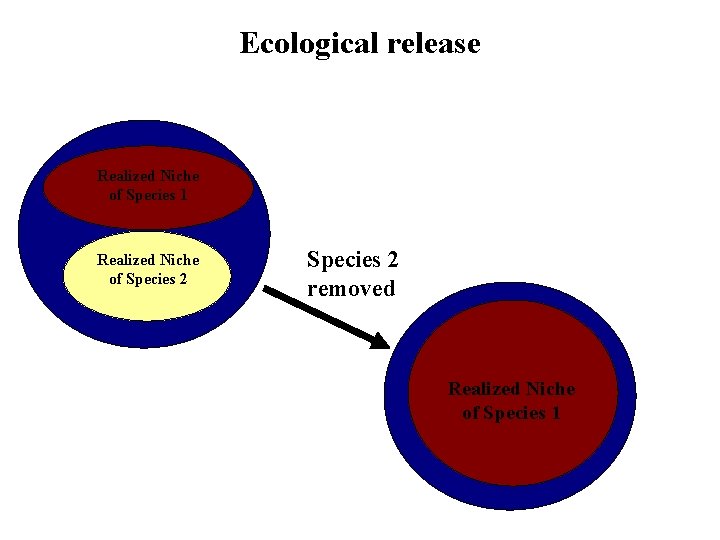 Ecological release Realized Niche of Species 1 Realized Niche of Species 2 removed Realized