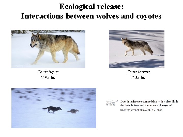 Ecological release: Interactions between wolves and coyotes Canis lupus ≈ 95 lbs Canis latrins