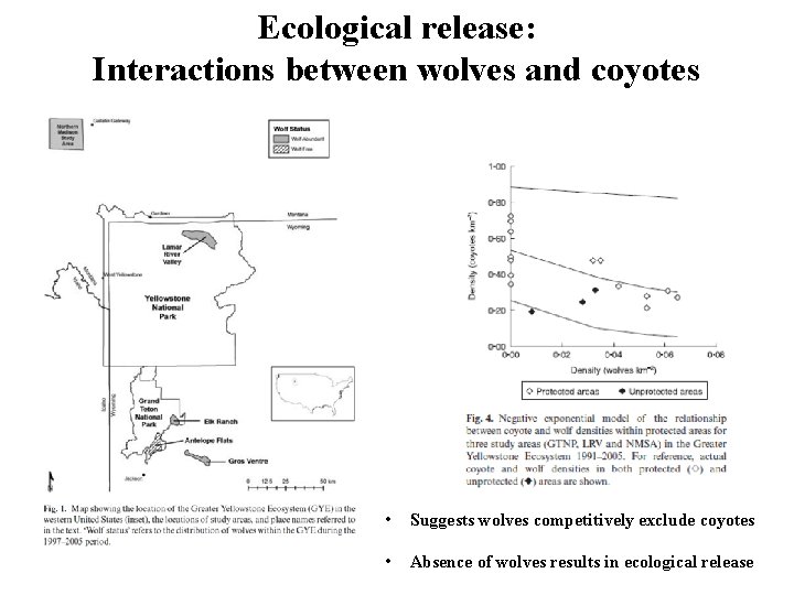 Ecological release: Interactions between wolves and coyotes • Suggests wolves competitively exclude coyotes •