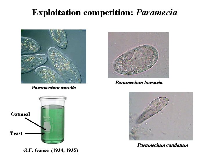 Exploitation competition: Paramecia Paramecium aurelia Paramecium bursaria Oatmeal Yeast G. F. Gause (1934, 1935)