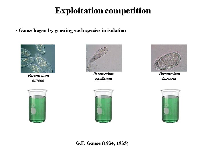 Exploitation competition • Gause began by growing each species in isolation Paramecium aurelia Paramecium