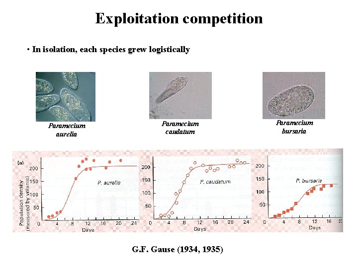 Exploitation competition • In isolation, each species grew logistically Paramecium aurelia Paramecium caudatum G.