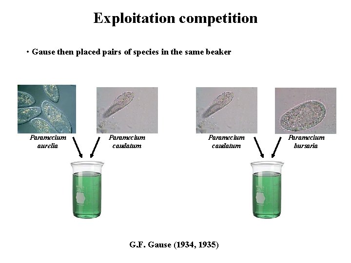 Exploitation competition • Gause then placed pairs of species in the same beaker Paramecium