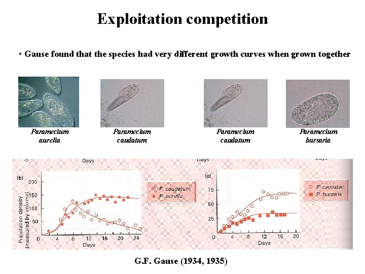 Exploitation competition • Gause found that the species had very different growth curves when