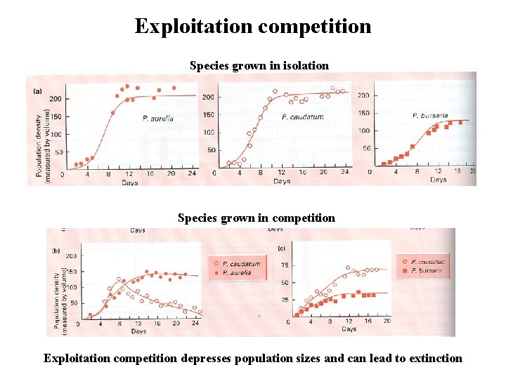 Exploitation competition Species grown in isolation Species grown in competition Exploitation competition depresses population