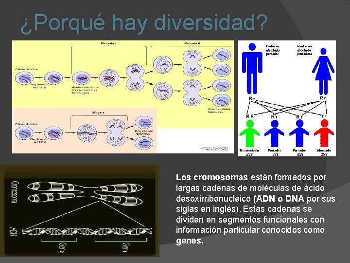 ¿Porqué hay diversidad? Los cromosomas están formados por largas cadenas de moléculas de ácido