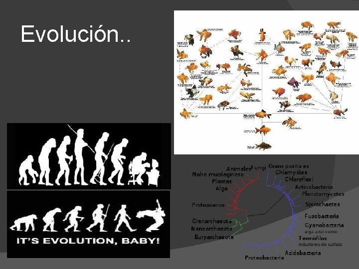 Evolución. . 