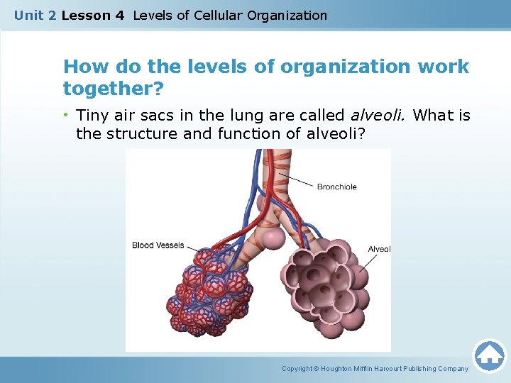 Unit 2 Lesson 4 Levels of Cellular Organization How do the levels of organization Unit 2 Lesson 4 Levels of Cellular Organization How do the levels of organization