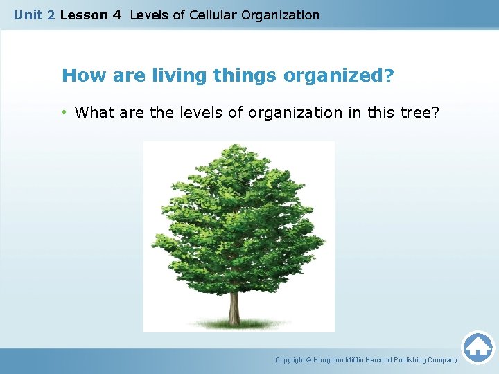 Unit 2 Lesson 4 Levels of Cellular Organization How are living things organized? • Unit 2 Lesson 4 Levels of Cellular Organization How are living things organized? •