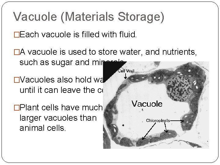 Vacuole (Materials Storage) �Each vacuole is filled with fluid. �A vacuole is used to