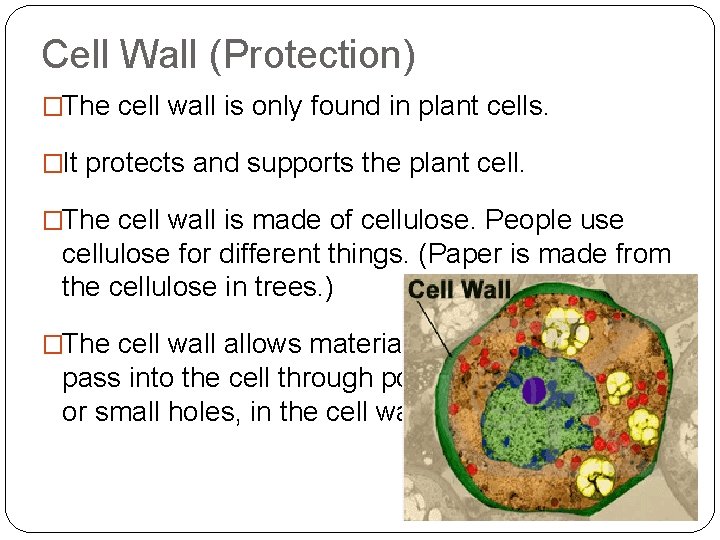 Cell Wall (Protection) �The cell wall is only found in plant cells. �It protects