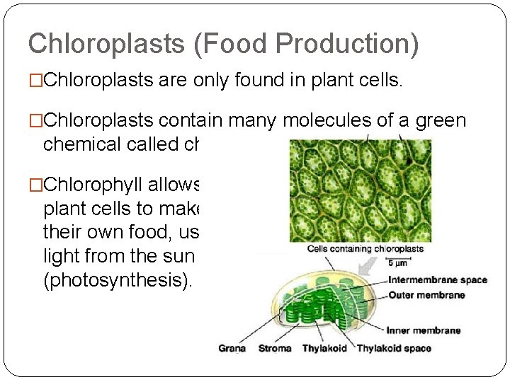 Chloroplasts (Food Production) �Chloroplasts are only found in plant cells. �Chloroplasts contain many molecules