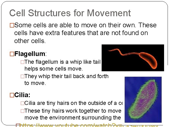 Cell Structures for Movement �Some cells are able to move on their own. These