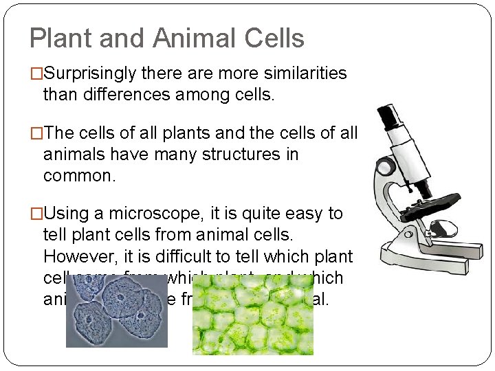 Plant and Animal Cells �Surprisingly there are more similarities than differences among cells. �The