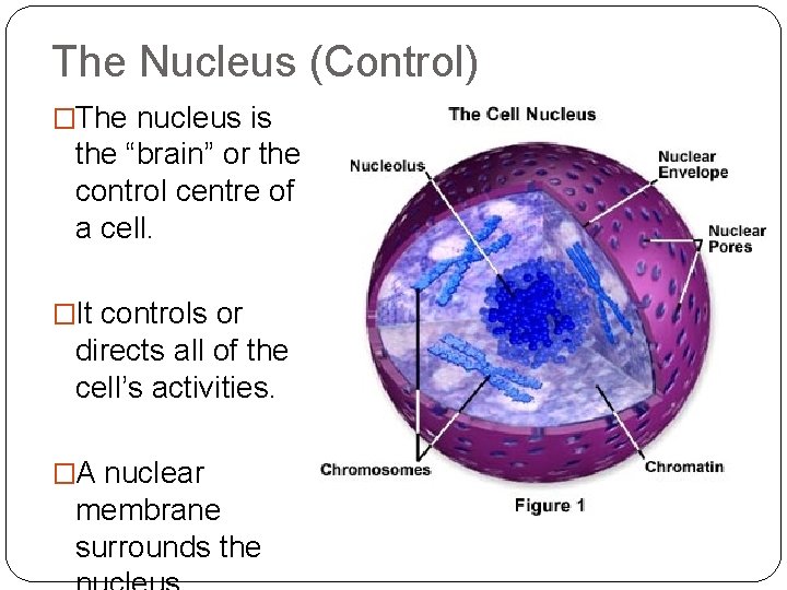 The Nucleus (Control) �The nucleus is the “brain” or the control centre of a