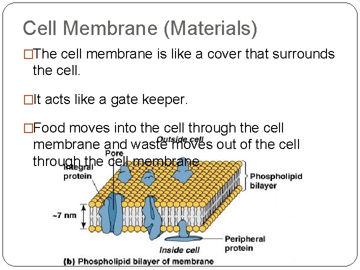 Cell Membrane (Materials) �The cell membrane is like a cover that surrounds the cell.