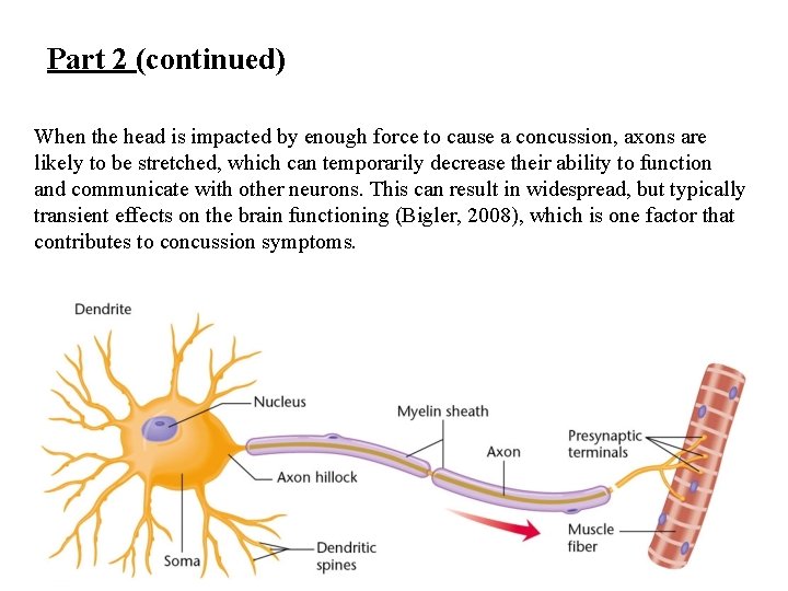Part 2 (continued) When the head is impacted by enough force to cause a