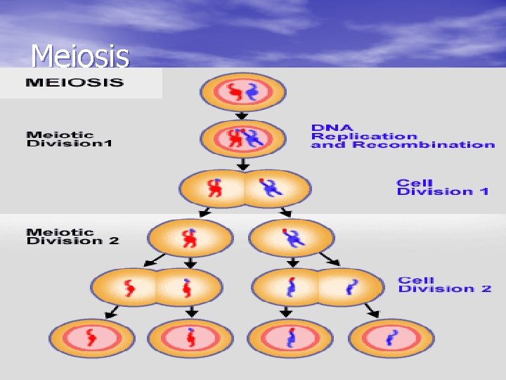 Meiosis 