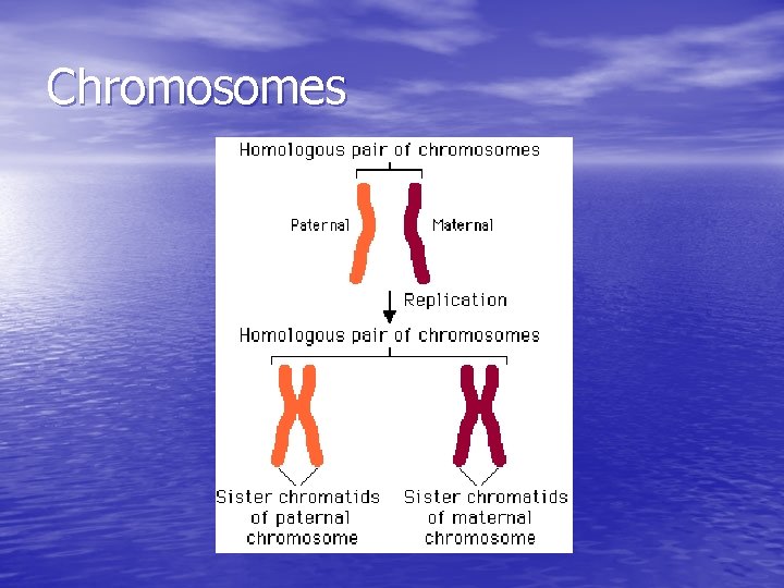 Chromosomes 